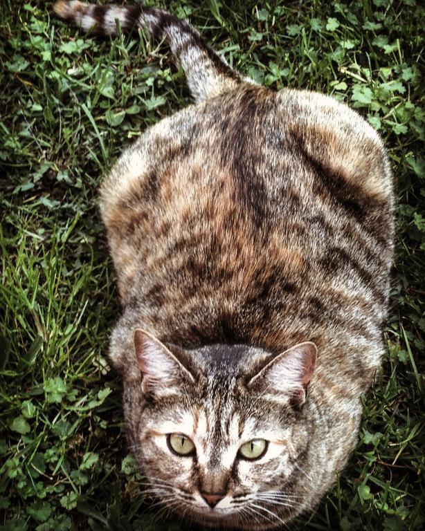 Ca' Dei Gatti Villa Toscolano-Maderno Kültér fotó